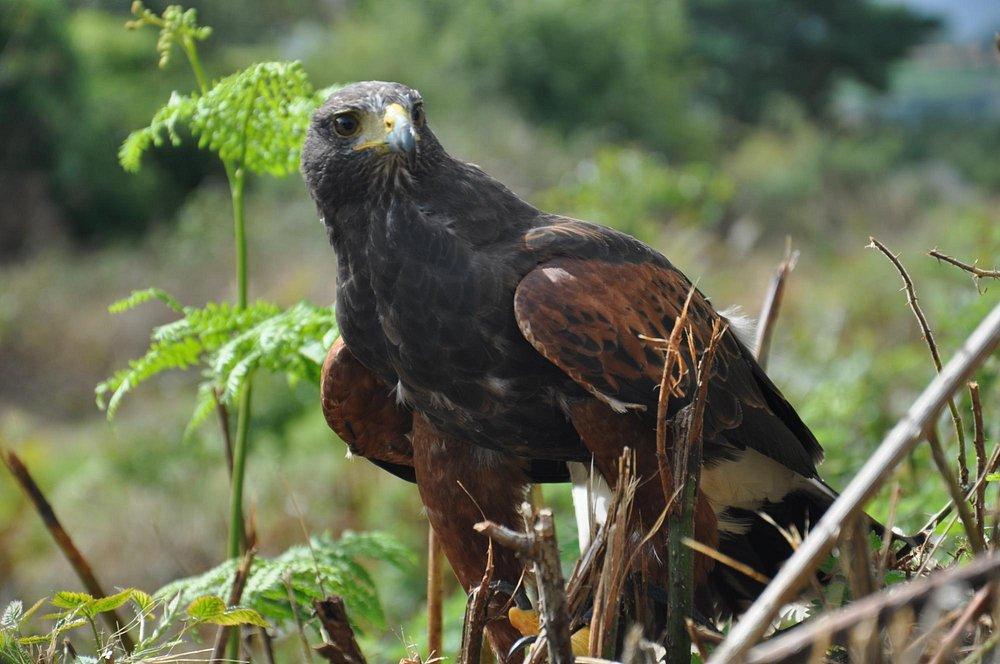 Discovering the Ancient Art of Falconry A Truly Close-Up Wildlife Experience