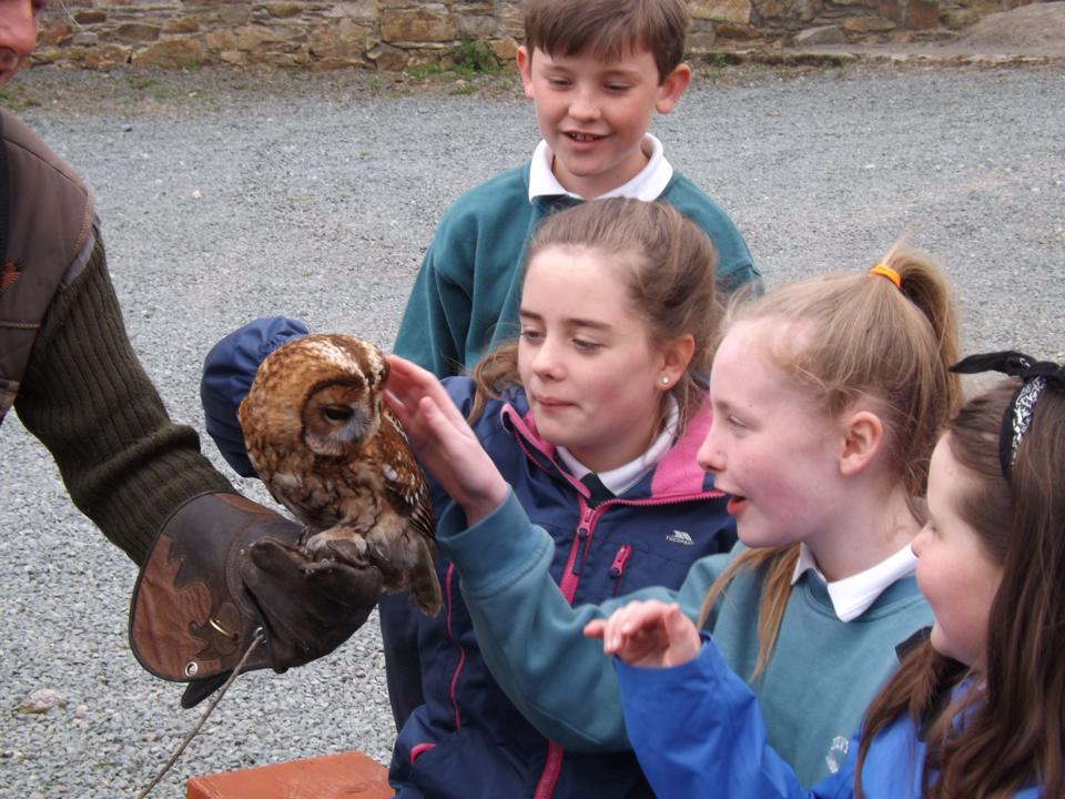 School Tours Hands on Learning with Birds of Prey in Ireland