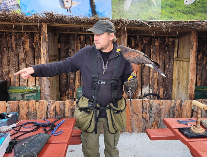 Gemini said A falconer wearing a utility vest points toward the distance while a Harris's hawk perches on his gloved hand.
