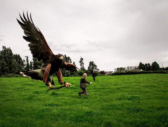 A large hawk with spread wings flies low over a green field as a man in the background runs toward it.