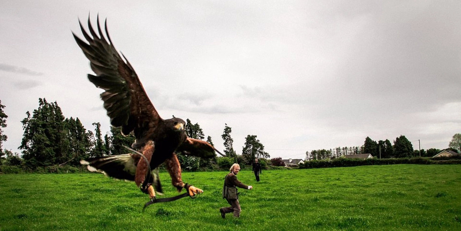 Gemini said A Harris's hawk flies low across a green field while a falconer in the background runs to follow its path.