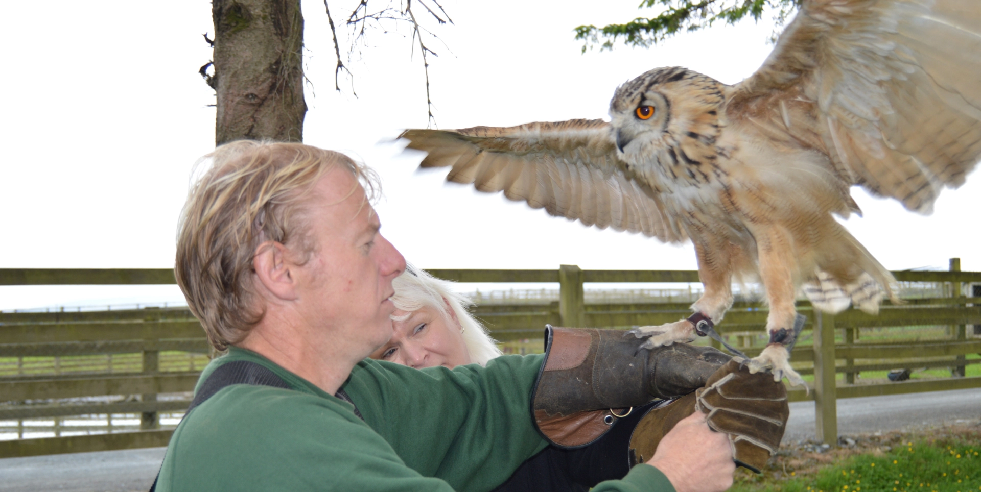 A large eagle-owl with its wings spread lands on a leather falconry glove held by a man and a woman.