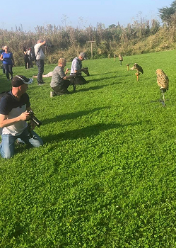 Gemini said A group of photographers kneeling in a green field to take photos of birds of prey perched on wooden stands.