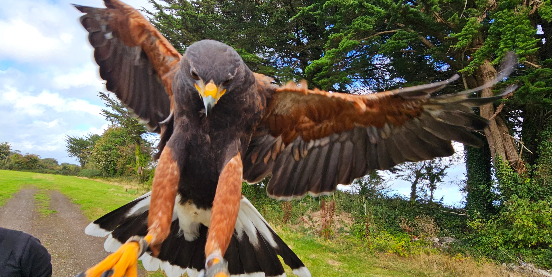 Harris's Hawk landing in a green field.