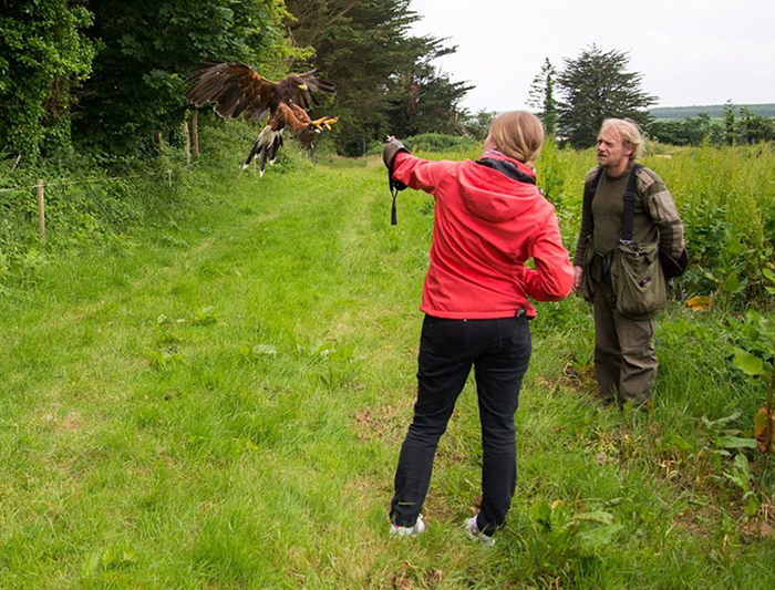 A woman in a red jacket signals a Harris's hawk to land on her gloved hand in a grassy field.