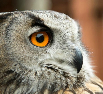 Close-up profile of an eagle owl showing its striking orange eye and sharp beak.