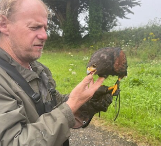 A falconer hand-feeding a Harris's hawk perched on a leather protective glove.