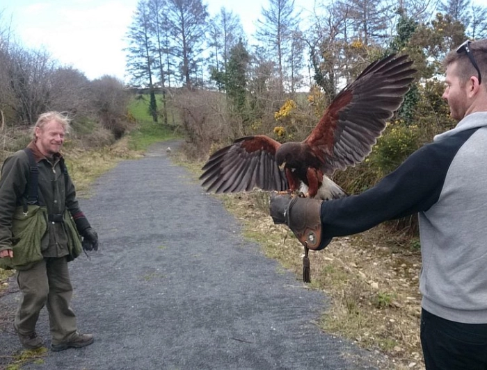 A hawk lands on a person's gloved arm with its wings spread wide as another man watches from a gravel path.