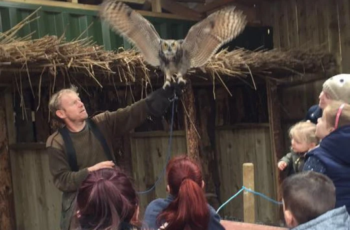 Owl spreading wings during demonstration.