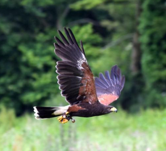 A Harris's hawk in mid-flight with its wings spread wide against a blurred green forest background.