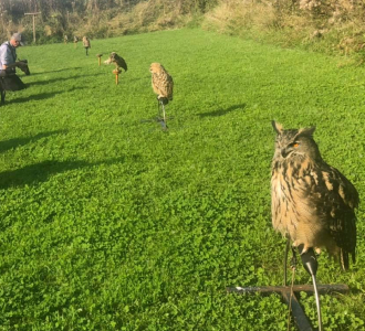 Several owls perched on stands in a bright green field during a photography session.