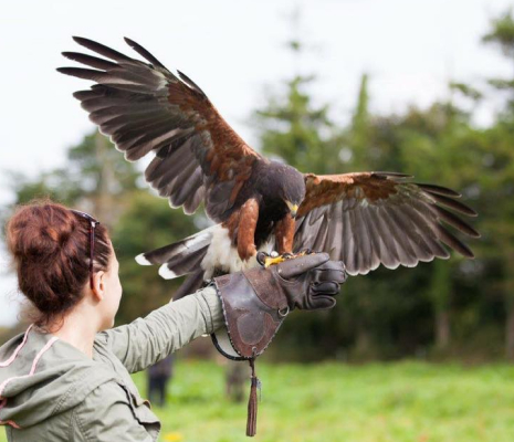 A Harris's hawk with wide-spread wings landing on a woman's falconry glove in an outdoor setting.