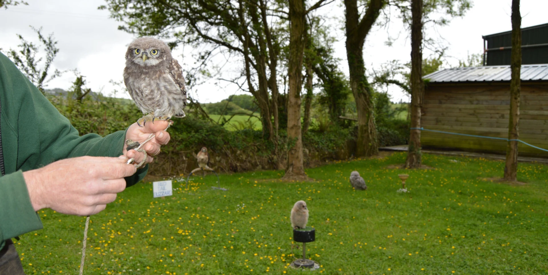 A small, fluffy owl perched on a person's fingers.