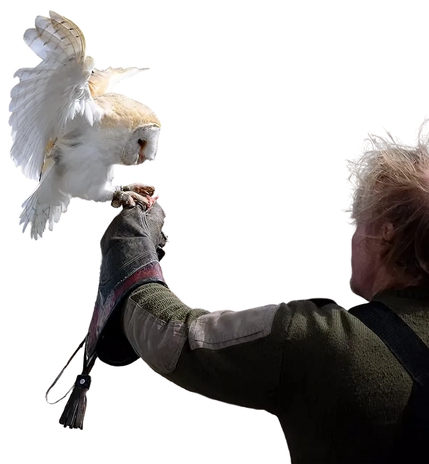 A white Barn Owl lands on a falconer's gloved hand against a black background.