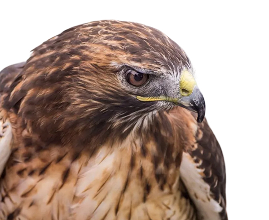 Group Falconry Experience