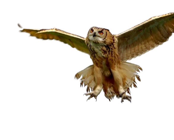 Group Falconry Experience